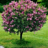 Obični jorgovan kongo: sadnja i njega